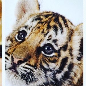 Meet your Posher, Ahed